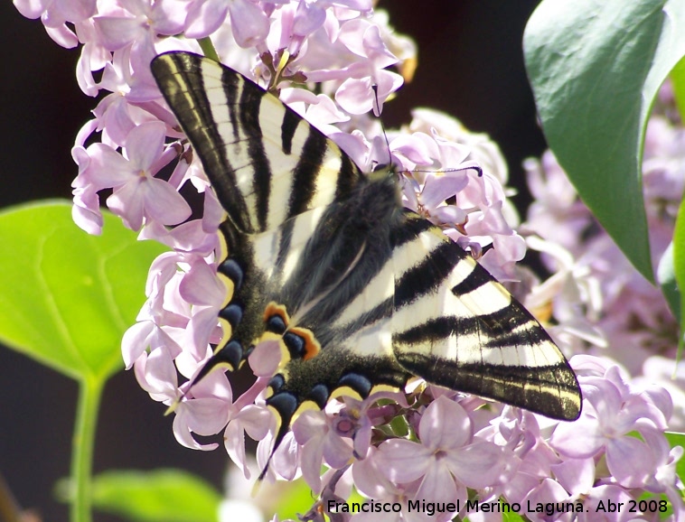 Mariposa podalirio - Mariposa podalirio. Navas de San Juan