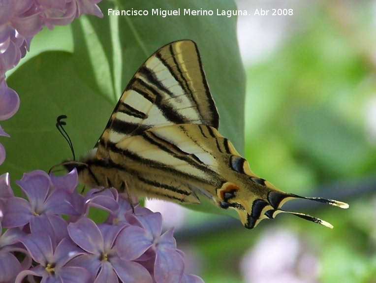 Mariposa podalirio - Mariposa podalirio. Navas de San Juan