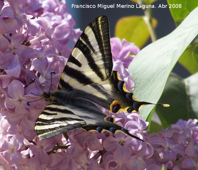 Mariposa podalirio - Mariposa podalirio. Navas de San Juan