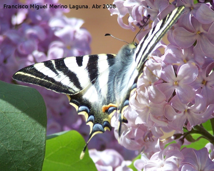 Mariposa podalirio - Mariposa podalirio. Navas de San Juan