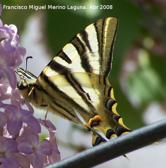 Mariposa podalirio - Mariposa podalirio. Navas de San Juan