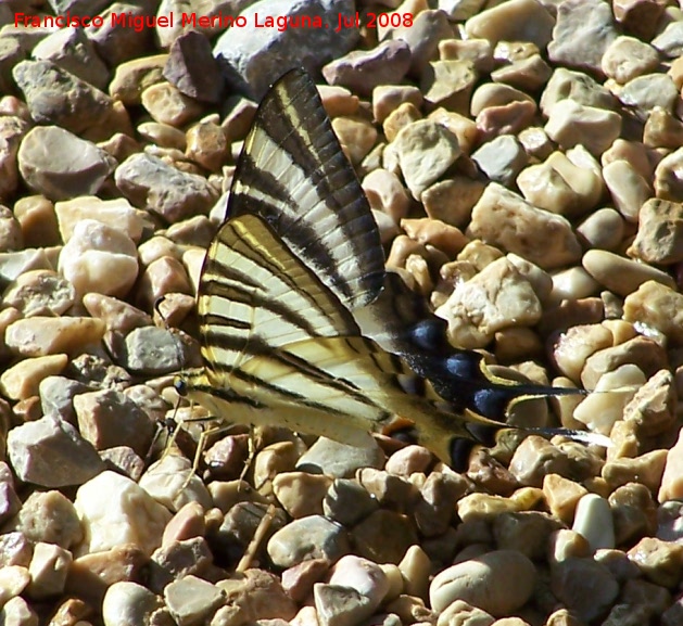 Mariposa podalirio - Mariposa podalirio. Segura