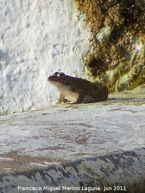 Rana - Rana. Fuente del Comendador - Porcuna