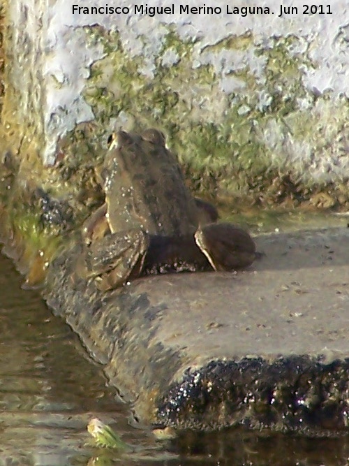 Rana - Rana. Fuente del Comendador - Porcuna