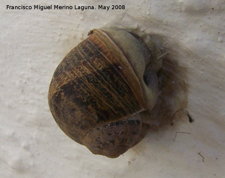 Caracol - Caracol. Navas de San Juan