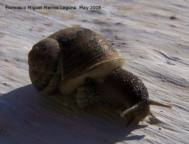 Caracol - Caracol. Navas de San Juan