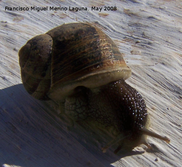 Caracol - Caracol. Navas de San Juan