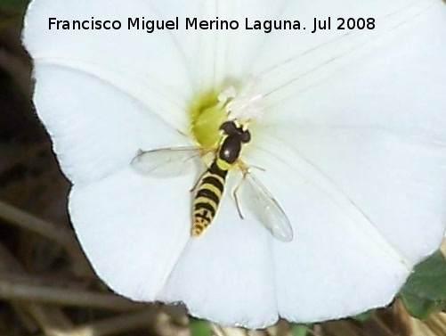 Mosca de las flores esbelta - Mosca de las flores esbelta. Segura