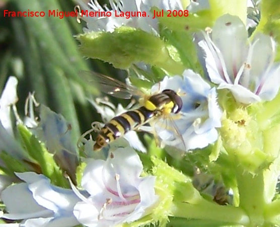 Mosca de las flores esbelta - Mosca de las flores esbelta. Benalmdena