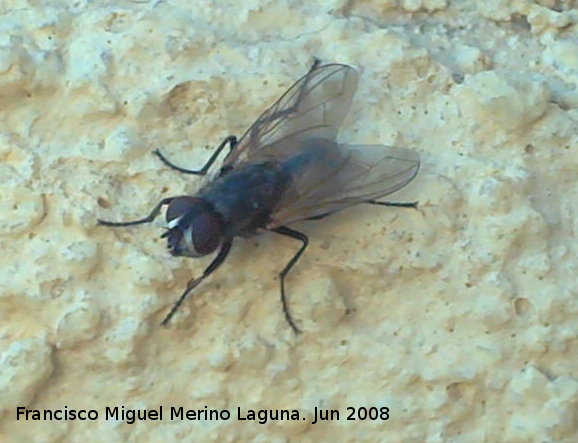 Mosca domstica - Mosca domstica. Los Villares