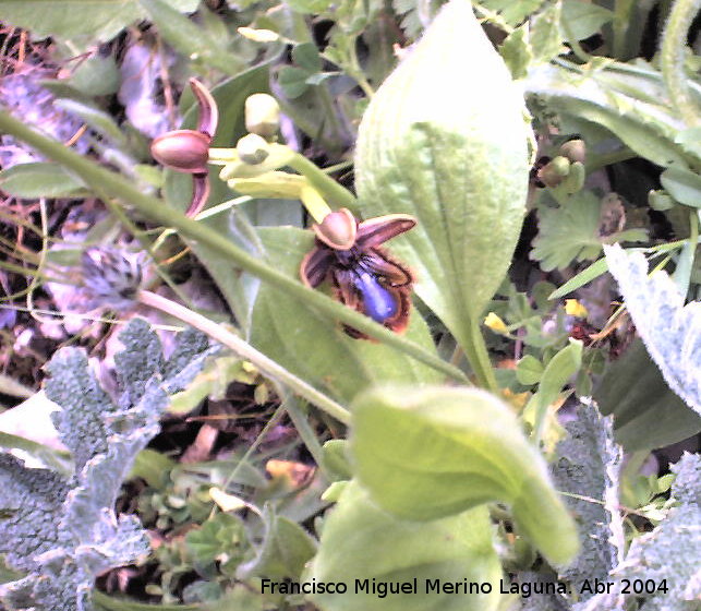 Orqudea espejo de Venus - Orqudea espejo de Venus. Los Villares