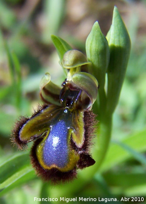 Orqudea espejo de Venus - Orqudea espejo de Venus. Fuente de la Pea. Jan