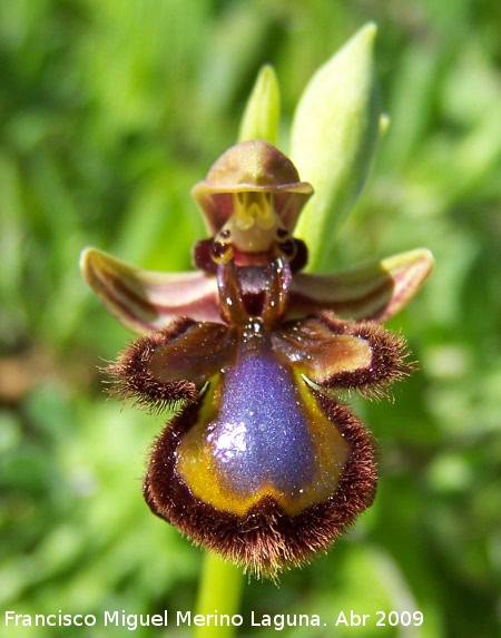 Orqudea espejo de Venus - Orqudea espejo de Venus. Los Villares