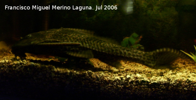 Pez Plecostomus - Pez Plecostomus. Los Villares