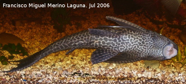 Pez Plecostomus - Pez Plecostomus. Los Villares