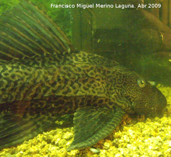 Pez Plecostomus - Pez Plecostomus. Los Villares