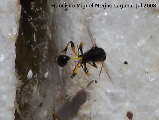 Avispa alfarera cazadora de araas - Avispa alfarera cazadora de araas. Benalmdena