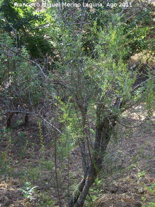 Espino negro - Espino negro. Pea del Olivar - Siles