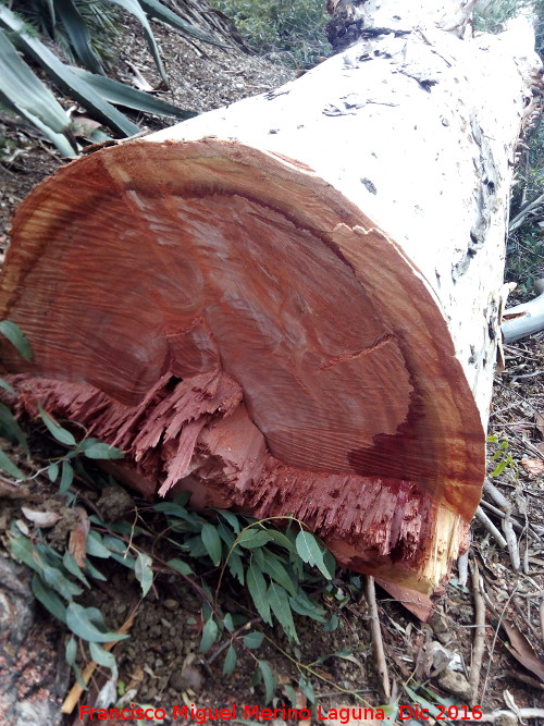 Eucalipto rojo - Eucalipto rojo. Madera. El Chorro - lora