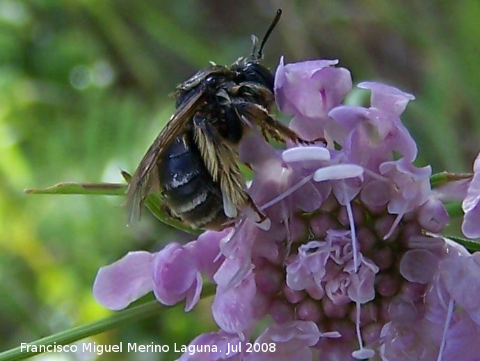 Abeja de calzones - Abeja de calzones. Segura