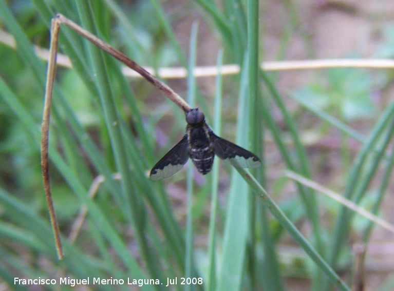 Mosca bmbix del sauce - Mosca bmbix del sauce. Segura