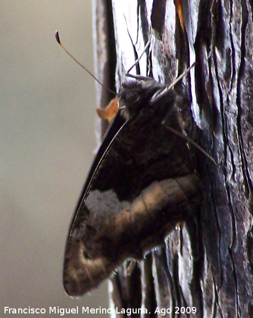 Mariposa banda acodada - Mariposa banda acodada. Santiago Pontones