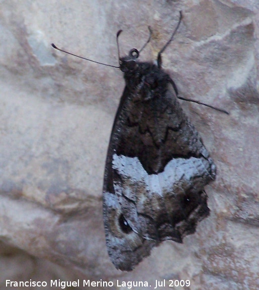 Mariposa banda acodada - Mariposa banda acodada. Otiar Jan