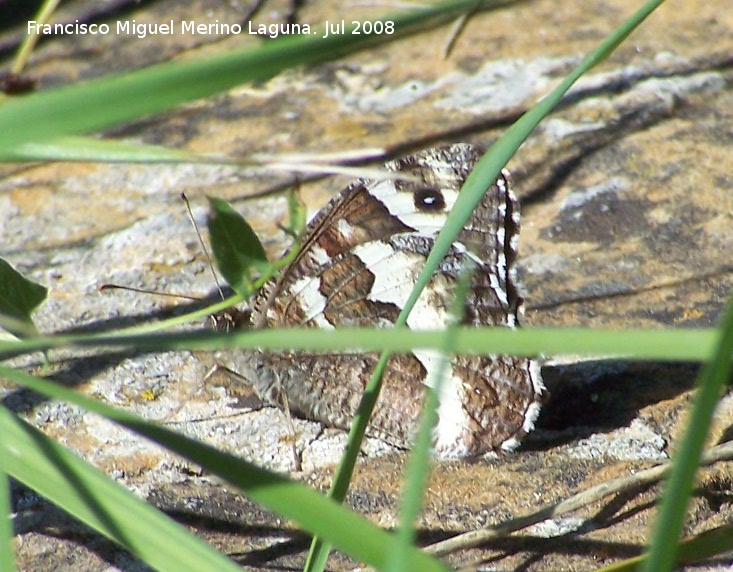 Mariposa banda acodada - Mariposa banda acodada. Segura