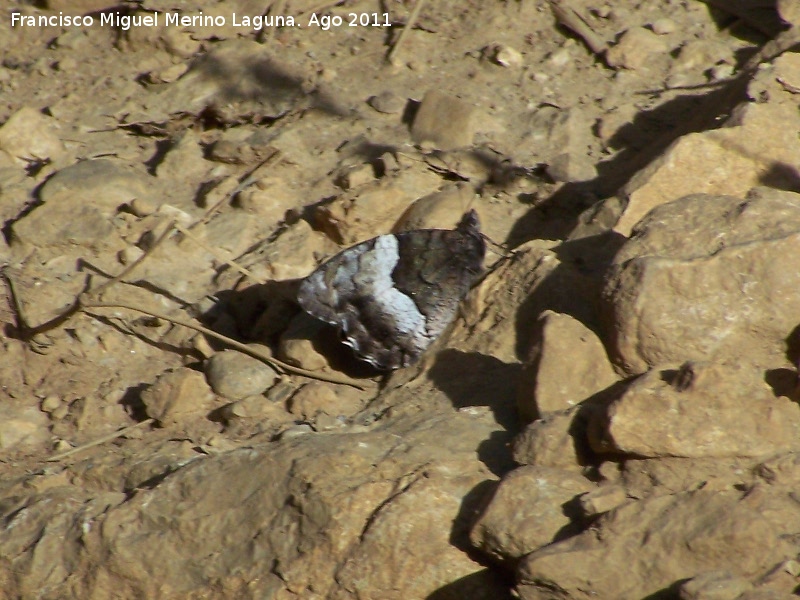 Mariposa banda acodada - Mariposa banda acodada. Los Anchos - Santiago Pontones