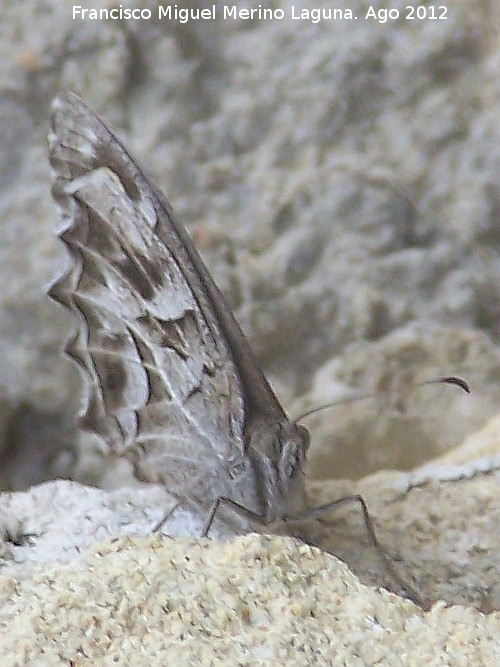 Mariposa banda acodada - Mariposa banda acodada. Morrin - Yeste