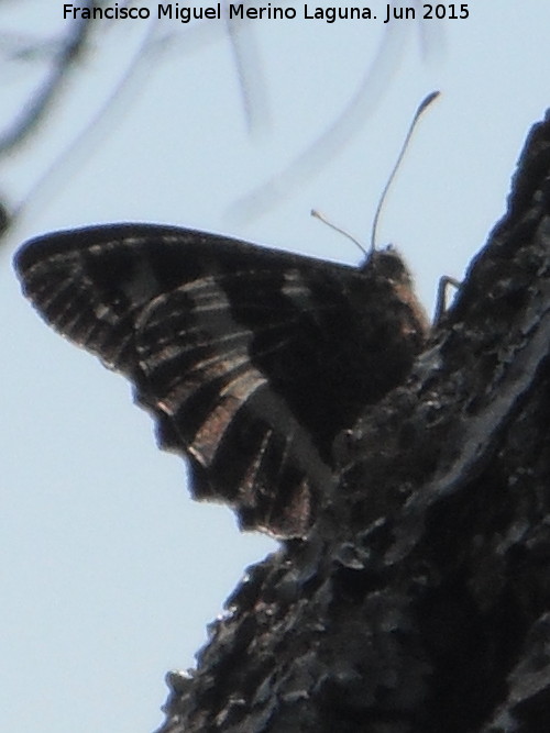 Mariposa banda acodada - Mariposa banda acodada. Pea de la Fuente - Jamilena