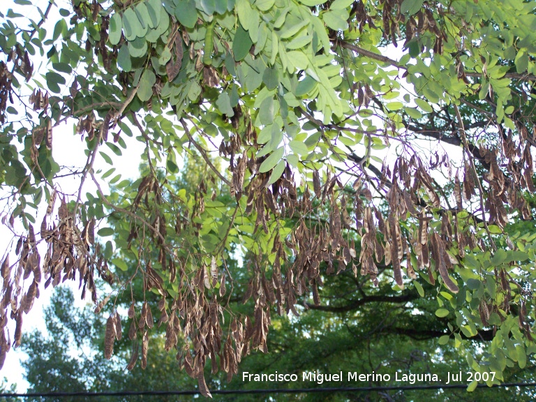 Falsa acacia - Falsa acacia. Segura