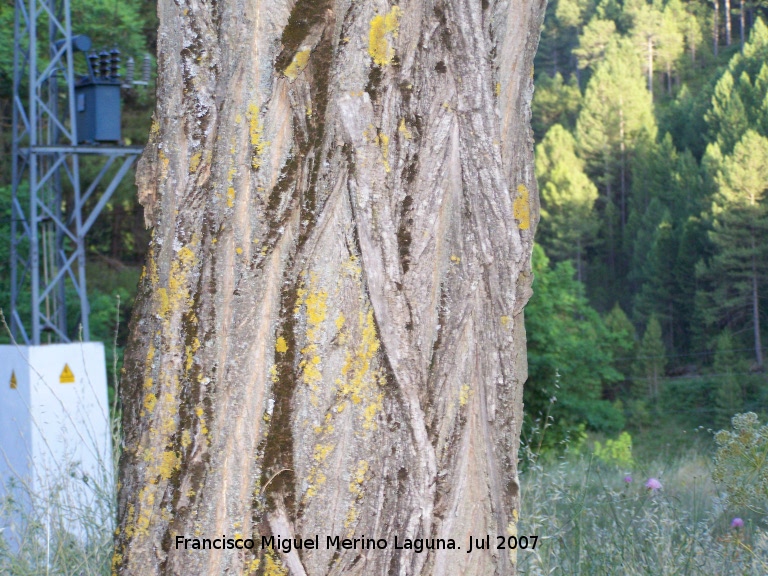 Falsa acacia - Falsa acacia. Segura