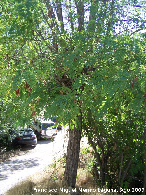 Falsa acacia - Falsa acacia. Prado Maguillo (Santiago Pontones)