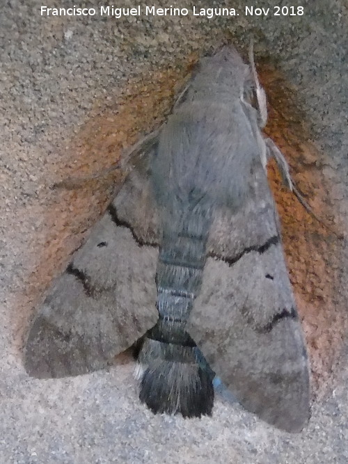 Polilla esfinge colibr - Polilla esfinge colibr. Baeza