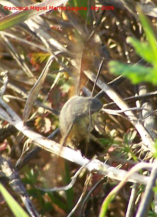 Polilla esfinge colibr - Polilla esfinge colibr. Arquillos