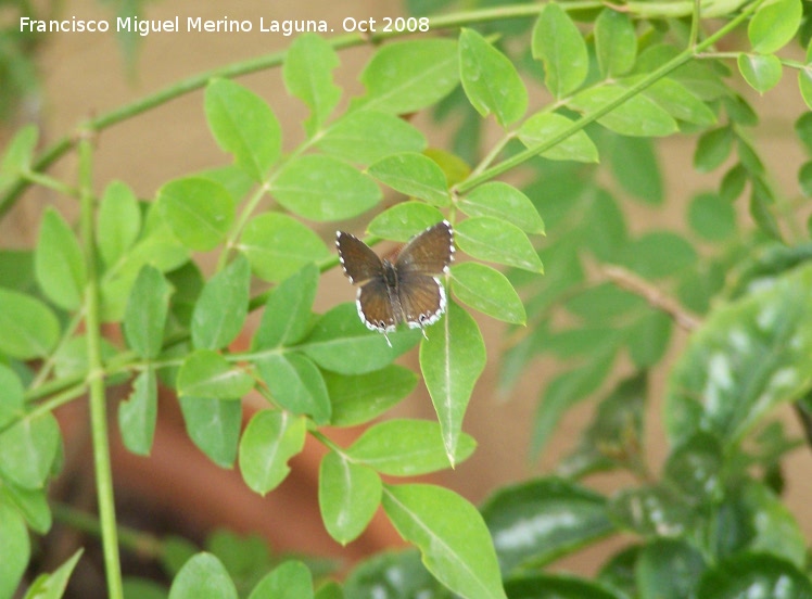 Mariposa barrena del geranio - Mariposa barrena del geranio. Navas de San Juan