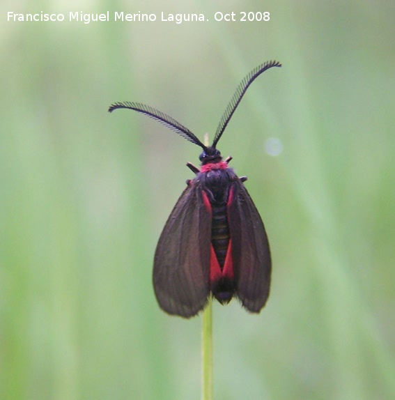 Zigena infausta - Zigena infausta. Segura