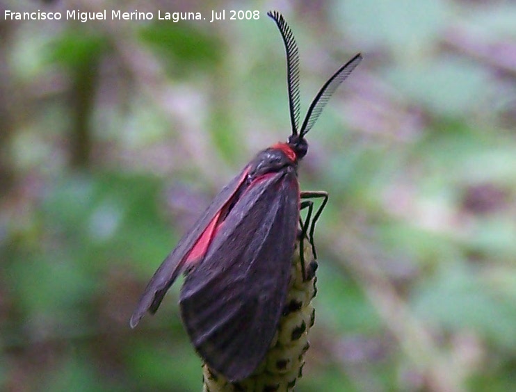 Zigena infausta - Zigena infausta. Segura