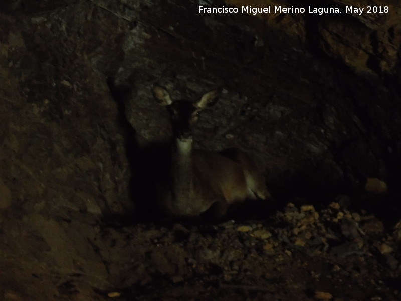Ciervo - Ciervo. Cierva en el interior de la Cueva de las Cabreras - Castillo de Locubn