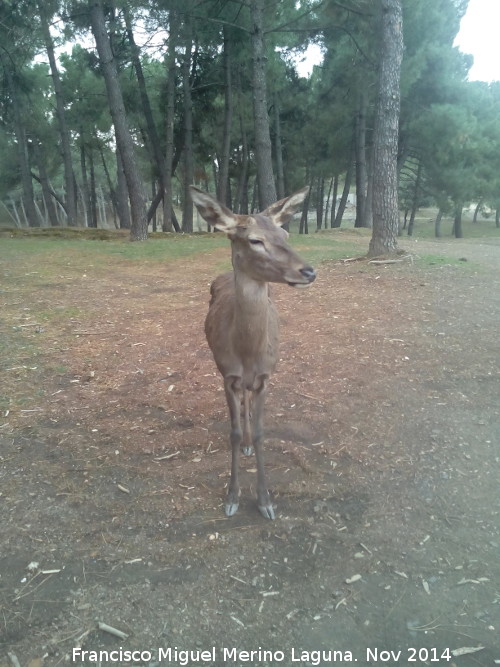 Ciervo - Ciervo. El Vaquerizo - Castellar