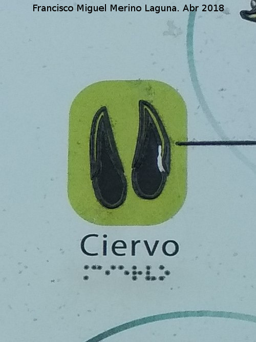 Ciervo - Ciervo. Huella