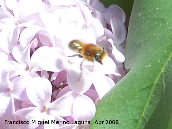 Abeja de antenas largas - Abeja de antenas largas. Navas de San Juan