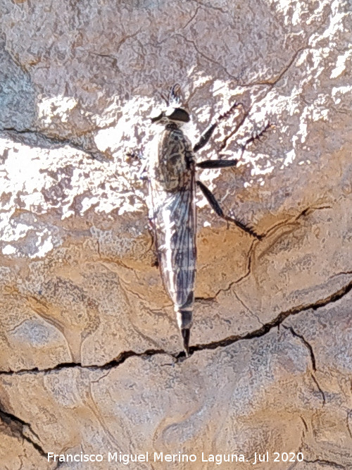 Mosca asesina - Mosca asesina. Cerro de la Mina - Villanueva de las Torres