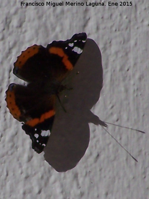 Mariposa vulcana - Mariposa vulcana. Los Villares