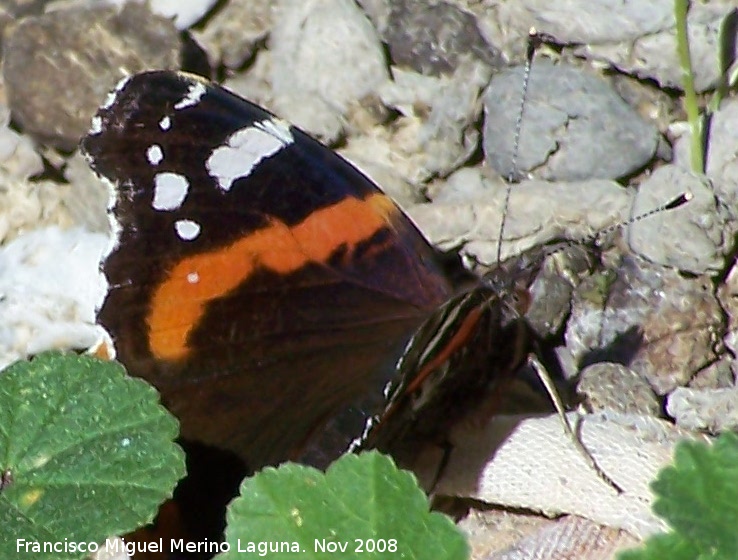 Mariposa vulcana - Mariposa vulcana. Alhama de Granada