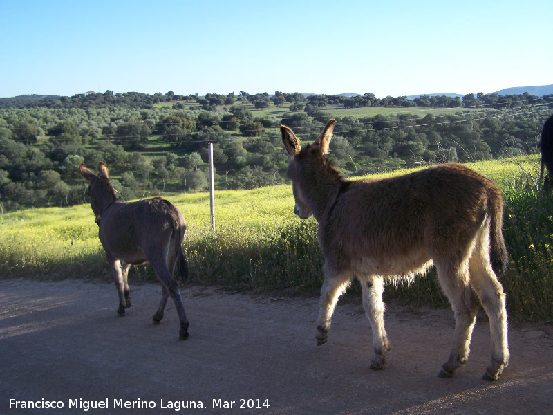 Burro - Burro. Navas de San Juan