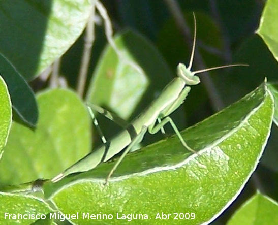 Mantis religiosa - Mantis religiosa. Jan