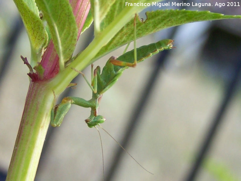 Mantis religiosa - Mantis religiosa. Los Anchos - Santiago Pontones