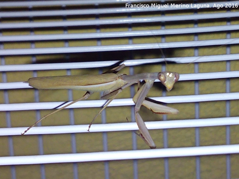 Mantis religiosa - Mantis religiosa. Los Villares